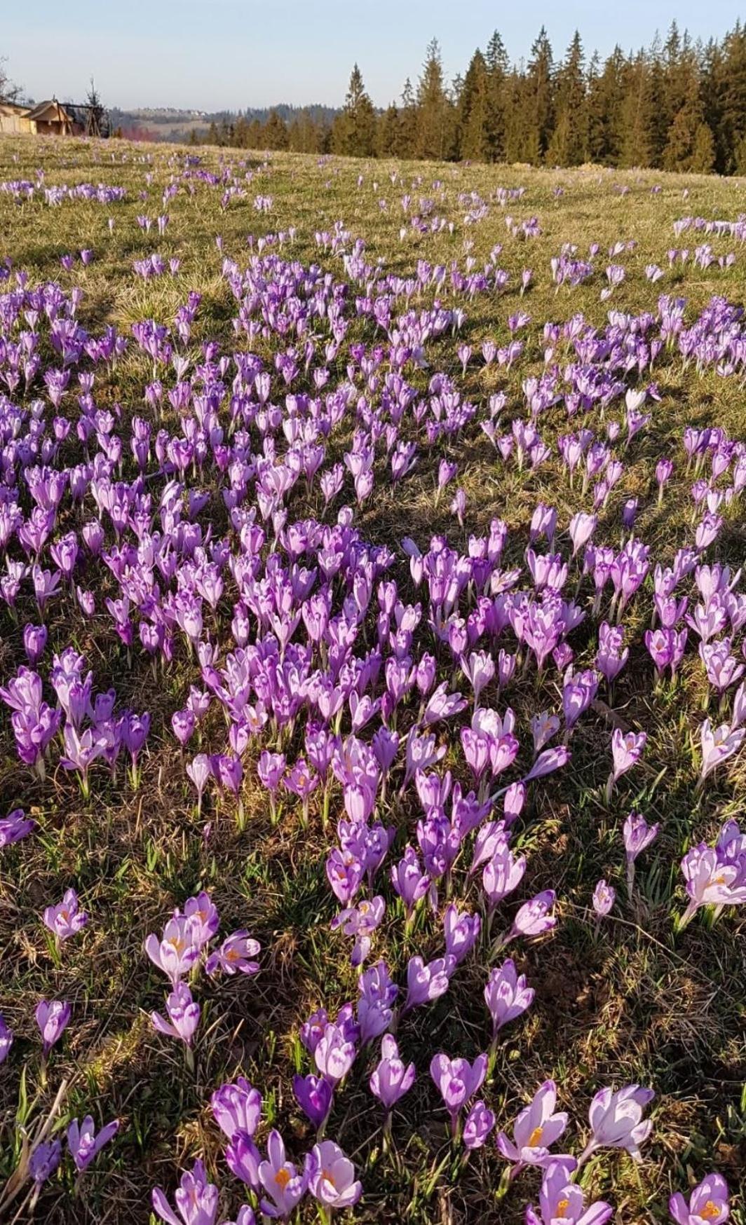 Villa Dorota Zakopane Eksteriør bilde