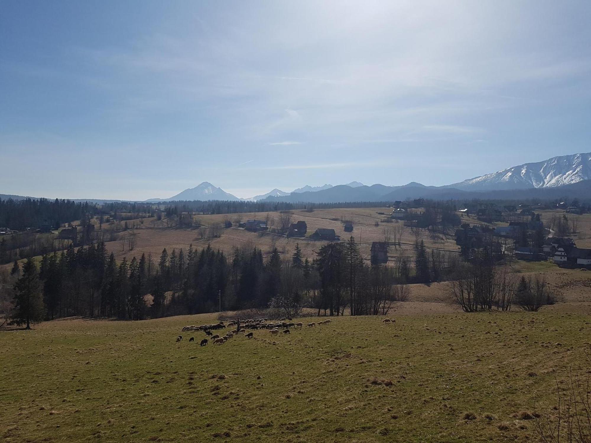 Villa Dorota Zakopane Eksteriør bilde