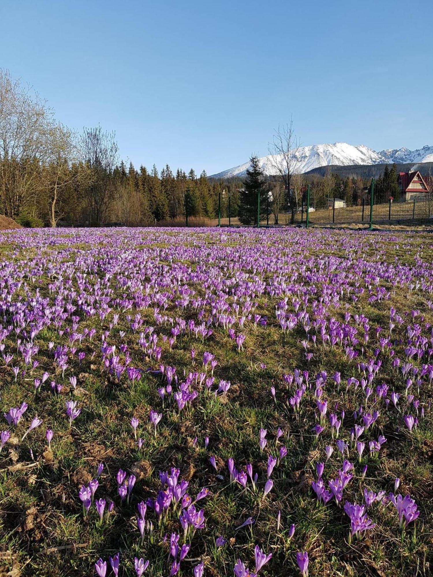 Villa Dorota Zakopane Eksteriør bilde
